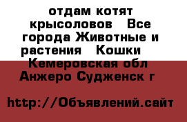 отдам котят крысоловов - Все города Животные и растения » Кошки   . Кемеровская обл.,Анжеро-Судженск г.